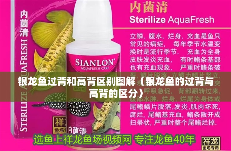銀龍魚過背和高背區別圖解（銀龍魚的過背與高背的區分）