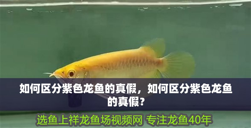 如何區(qū)分紫色龍魚的真假，如何區(qū)分紫色龍魚的真假？