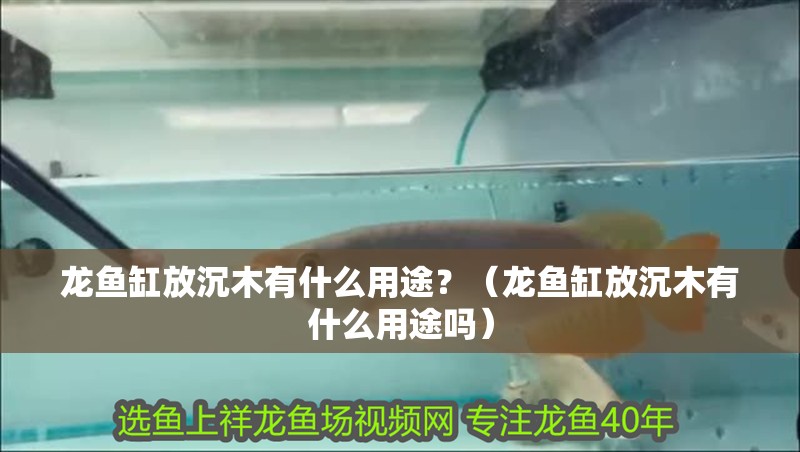 龍魚缸放沉木有什么用途？（龍魚缸放沉木有什么用途嗎）