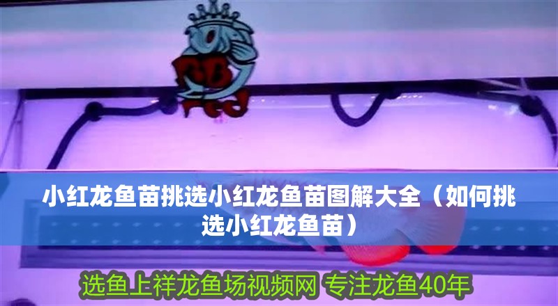 小紅龍魚苗挑選小紅龍魚苗圖解大全（如何挑選小紅龍魚苗）