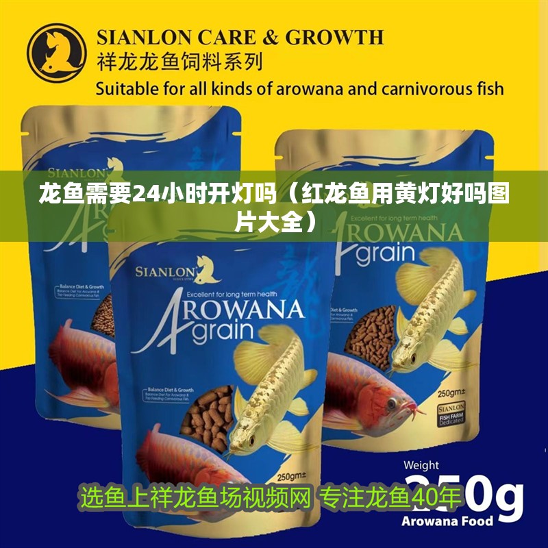龍魚需要24小時開燈嗎（紅龍魚用黃燈好嗎圖片大全）