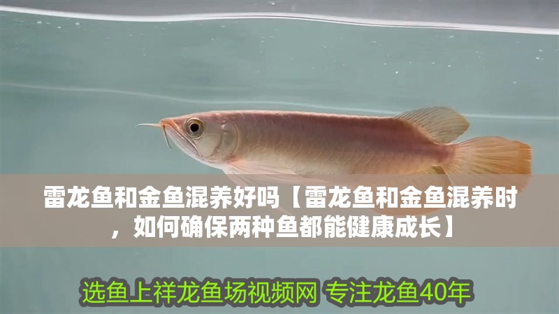 雷龍魚和金魚混養(yǎng)好嗎【雷龍魚和金魚混養(yǎng)時，如何確保兩種魚都能健康成長】