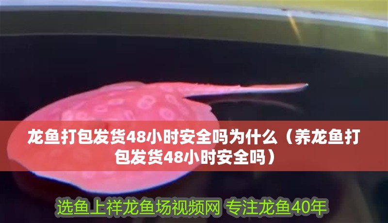 龍魚打包發(fā)貨48小時安全嗎為什么（養(yǎng)龍魚打包發(fā)貨48小時安全嗎）