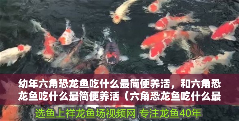 幼年六角恐龍魚吃什么最簡便養(yǎng)活，和六角恐龍魚吃什么最簡便養(yǎng)活（六角恐龍魚吃什么最簡便養(yǎng)活）