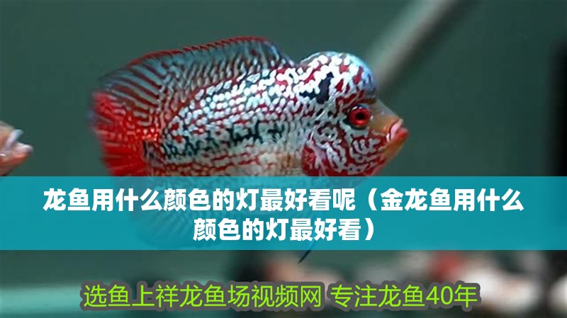 龍魚用什么顏色的燈最好看呢（金龍魚用什么顏色的燈最好看）