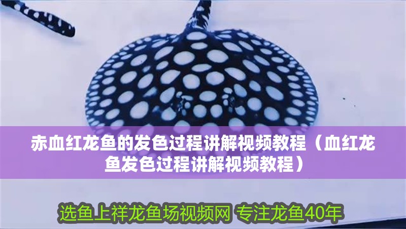 赤血紅龍魚的發色過程講解視頻教程（血紅龍魚發色過程講解視頻教程）