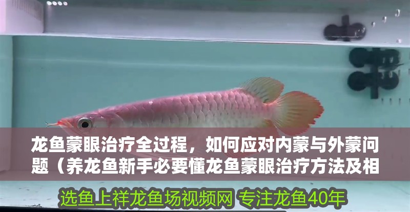 龍魚蒙眼治療全過程，如何應對內蒙與外蒙問題（養龍魚新手必要懂龍魚蒙眼治療方法及相關視頻資源）