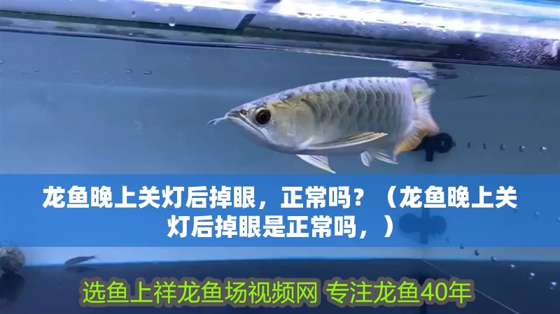 龍魚晚上關燈后掉眼,正常嗎?(龍魚晚上關燈后掉眼是正常嗎,) 觀賞魚百科 第2張 龍魚晚上關燈后掉眼,正常嗎?(龍魚晚上關燈后掉眼是正常嗎,) 龍魚晚上關燈后掉眼,正常嗎?(龍魚晚上關燈后掉眼是正常嗎,) 觀賞魚百科 第2張