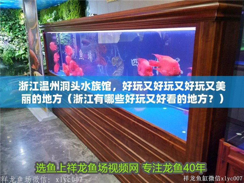 浙江溫州洞頭水族館，好玩又好玩又好玩又美麗的地方（浙江有哪些好玩又好看的地方？） 浙江溫州洞頭水族館，好玩又好玩又好玩又美麗的地方（浙江有哪些好玩又好看的地方？） 觀賞魚百科