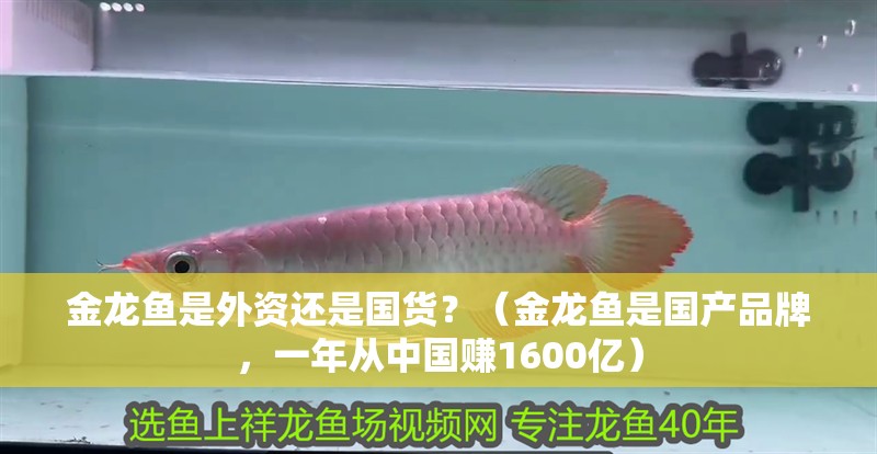 金龍魚是外資還是國貨？（金龍魚是國產(chǎn)品牌，一年從中國賺1600億）