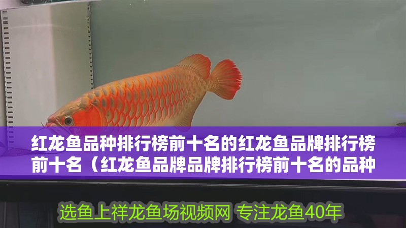 紅龍魚品種排行榜前十名的紅龍魚品牌排行榜前十名(紅龍魚品牌品牌排行榜前十名的品種) 觀賞魚百科 第2張 紅龍魚品種排行榜前十名的紅龍魚品牌排行榜前十名(紅龍魚品牌品牌排行榜前十名的品種) 紅龍魚品種排行榜前十名的紅龍魚品牌排行榜前十名(紅龍魚品牌品牌排行榜前十名的品種) 觀賞魚百科 第2張