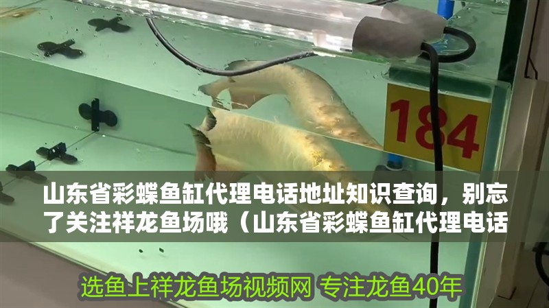 山東省彩蝶魚缸代理電話地址知識查詢，別忘了關注祥龍魚場哦（山東省彩蝶魚缸代理電話地址是多少） 山東省彩蝶魚缸代理電話地址知識查詢，別忘了關注祥龍魚場哦（山東省彩蝶魚缸代理電話地址是多少） 觀賞魚百科