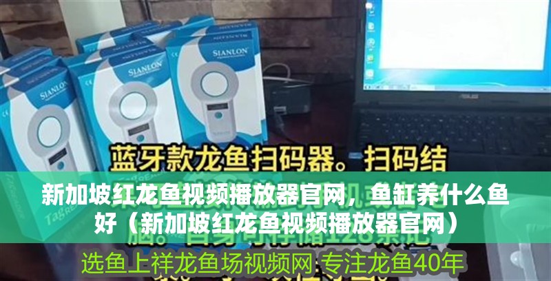 新加坡紅龍魚視頻播放器官網，魚缸養什么魚好（新加坡紅龍魚視頻播放器官網）