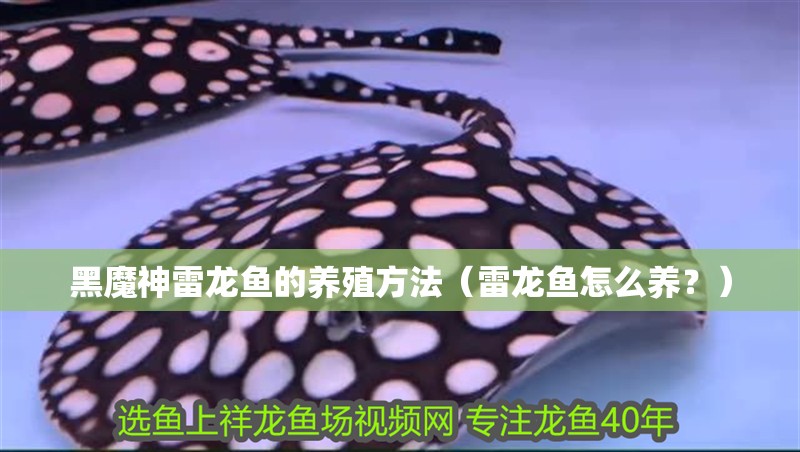 黑魔神雷龍魚的養殖方法（雷龍魚怎么養？）