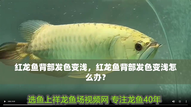 紅龍魚背部發(fā)色變淺，紅龍魚背部發(fā)色變淺怎么辦？ 紅龍魚背部發(fā)色變淺，紅龍魚背部發(fā)色變淺怎么辦？ 觀賞魚百科