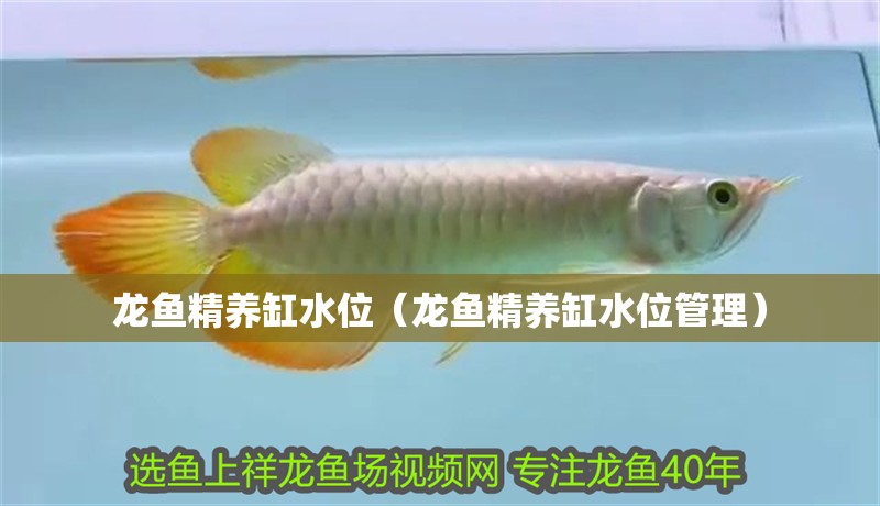 龍魚精養缸水位（龍魚精養缸水位管理）