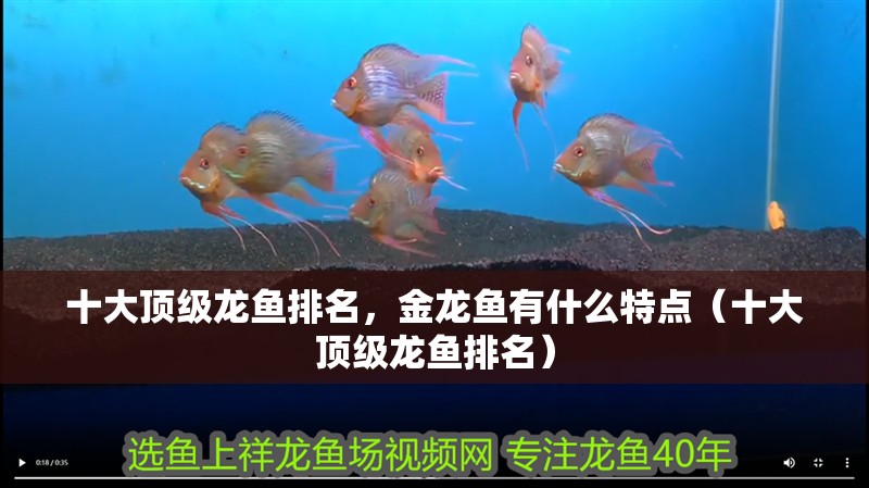十大頂級龍魚排名，金龍魚有什么特點(diǎn)（十大頂級龍魚排名）