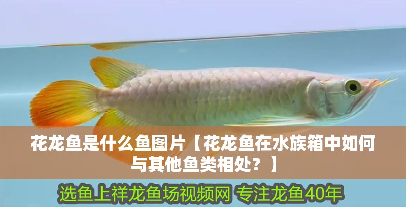 花龍魚是什么魚圖片【花龍魚在水族箱中如何與其他魚類相處？】