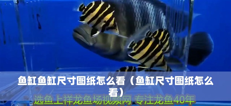 魚缸魚缸尺寸圖紙怎么看（魚缸尺寸圖紙怎么看）