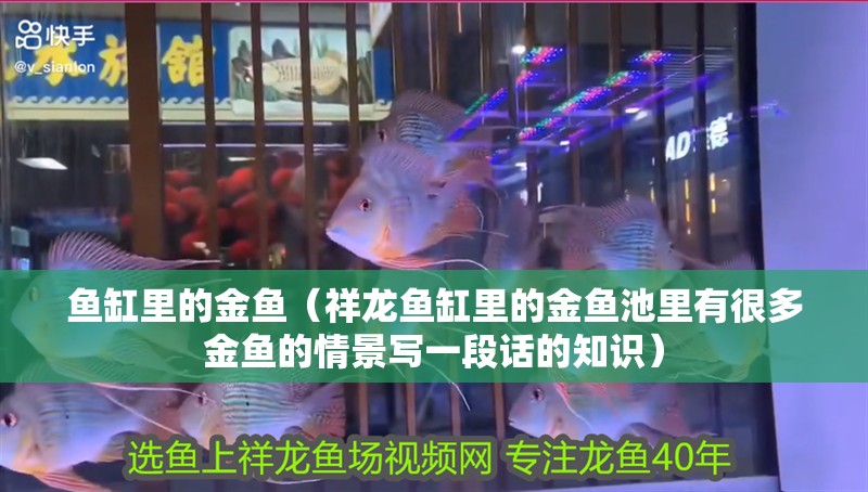 魚缸里的金魚（祥龍魚缸里的金魚池里有很多金魚的情景寫一段話的知識）