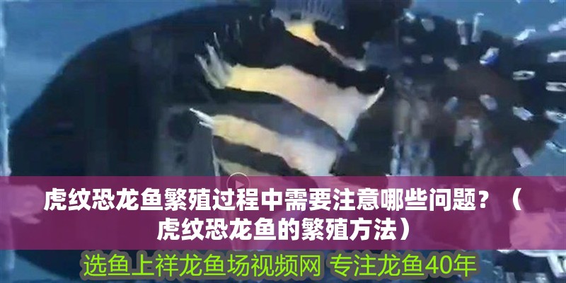 虎紋恐龍魚繁殖過程中需要注意哪些問題？（虎紋恐龍魚的繁殖方法）