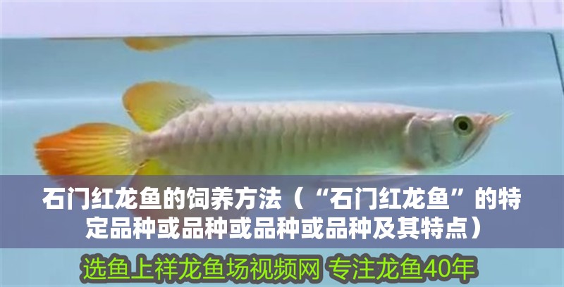 石門紅龍魚的飼養(yǎng)方法（“石門紅龍魚”的特定品種或品種或品種或品種及其特點）