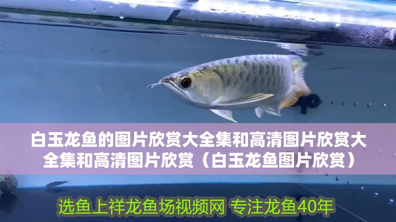 白玉龍魚的圖片欣賞大全集和高清圖片欣賞大全集和高清圖片欣賞（白玉龍魚圖片欣賞） 白玉龍魚的圖片欣賞大全集和高清圖片欣賞大全集和高清圖片欣賞（白玉龍魚圖片欣賞） 觀賞魚百科 第2張