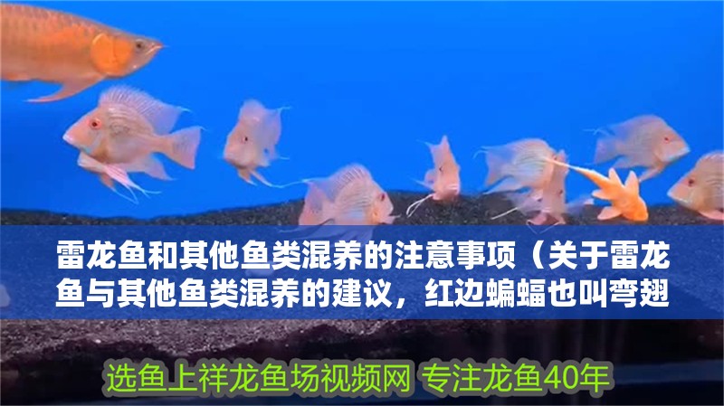 雷龍魚和其他魚類混養(yǎng)的注意事項(xiàng)（關(guān)于雷龍魚與其他魚類混養(yǎng)的建議，紅邊蝙蝠也叫彎翅燕魚）