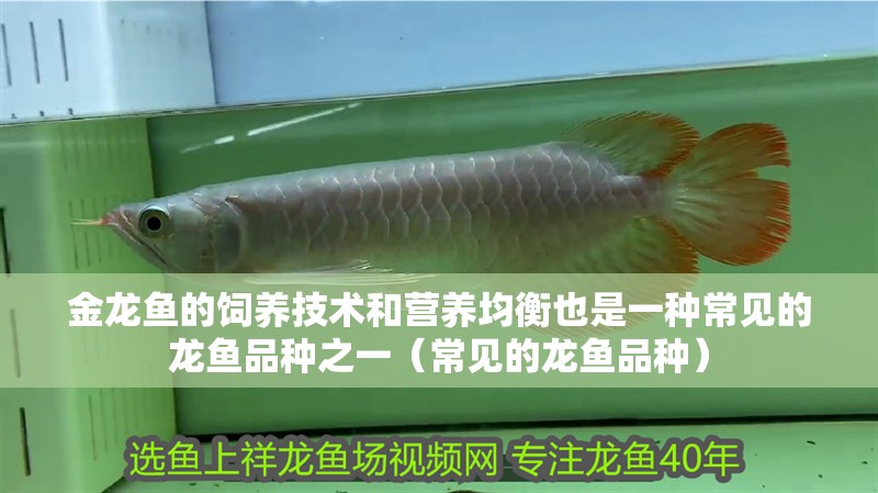 金龍魚的飼養(yǎng)技術(shù)和營(yíng)養(yǎng)均衡也是一種常見(jiàn)的龍魚品種之一（常見(jiàn)的龍魚品種）