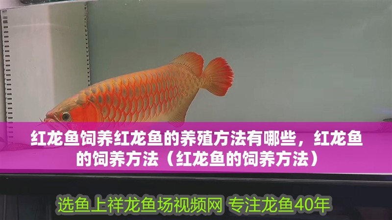 紅龍魚飼養(yǎng)紅龍魚的養(yǎng)殖方法有哪些，紅龍魚的飼養(yǎng)方法（紅龍魚的飼養(yǎng)方法）