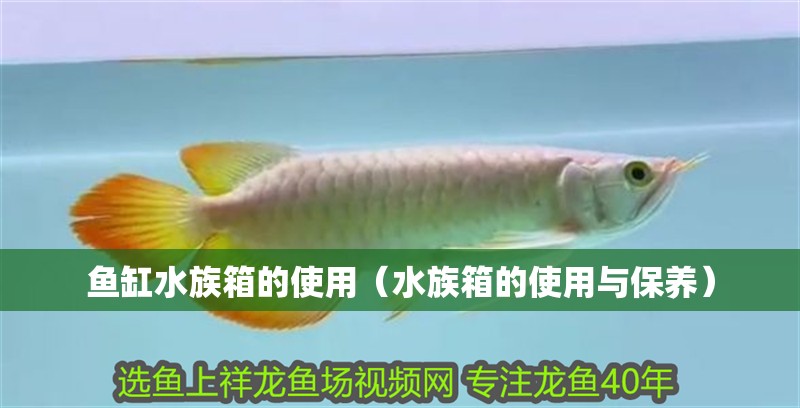 魚(yú)缸水族箱的使用（水族箱的使用與保養(yǎng)）