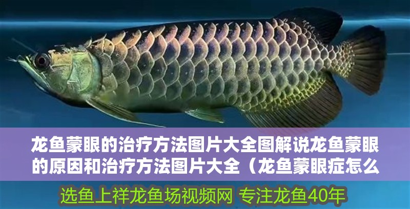 龍魚蒙眼的治療方法圖片大全圖解說龍魚蒙眼的原因和治療方法圖片大全（龍魚蒙眼癥怎么治療）