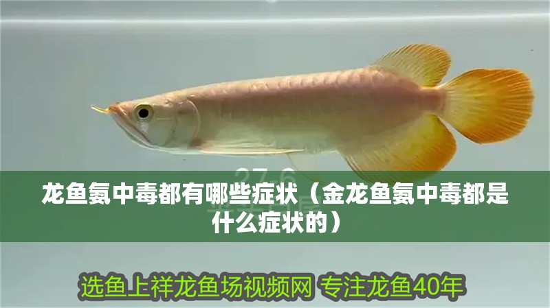 龍魚氨中毒都有哪些癥狀（金龍魚氨中毒都是什么癥狀的）