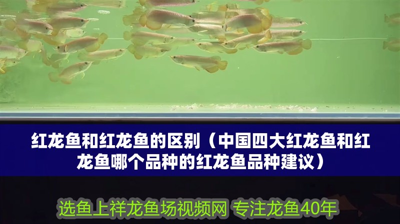 紅龍魚和紅龍魚的區別（中國四大紅龍魚和紅龍魚哪個品種的紅龍魚品種建議）