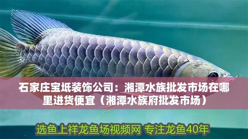 石家莊寶坻裝飾公司：湘潭水族批發市場在哪里進貨便宜（湘潭水族府批發市場）