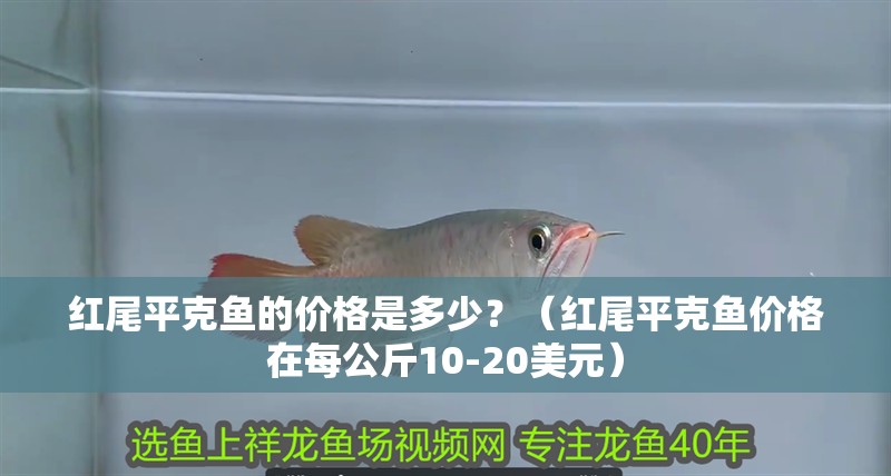 紅尾平克魚的價格是多少？（紅尾平克魚價格在每公斤10-20美元）