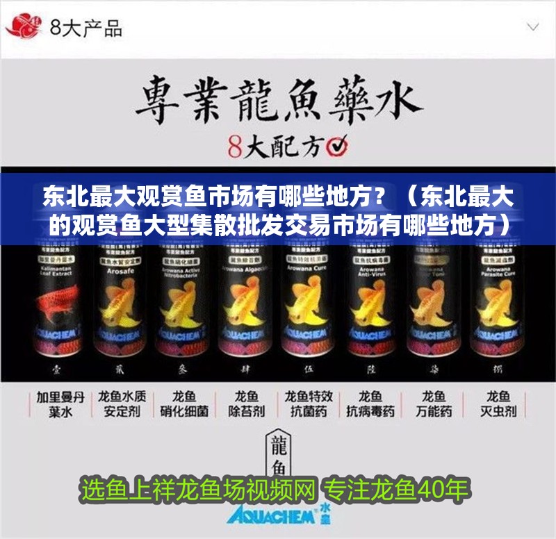 東北最大觀賞魚市場(chǎng)有哪些地方？（東北最大的觀賞魚大型集散批發(fā)交易市場(chǎng)有哪些地方）