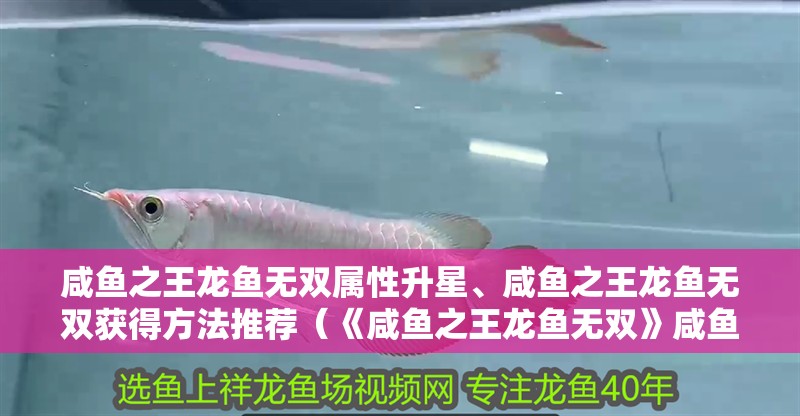 咸魚之王龍魚無雙屬性升星、咸魚之王龍魚無雙獲得方法推薦（《咸魚之王龍魚無雙》咸魚之王龍魚無雙攻略）