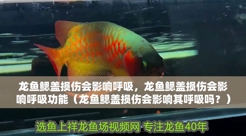 龍魚鰓蓋損傷會影響呼吸，龍魚鰓蓋損傷會影響呼吸功能（龍魚鰓蓋損傷會影響其呼吸嗎？）