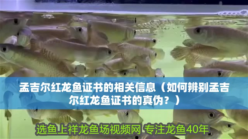 孟吉爾紅龍魚證書的相關信息（如何辨別孟吉爾紅龍魚證書的真偽？）
