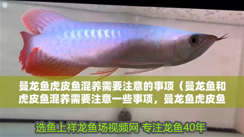 曼龍魚(yú)虎皮魚(yú)混養(yǎng)需要注意的事項(xiàng)（曼龍魚(yú)和虎皮魚(yú)混養(yǎng)需要注意一些事項(xiàng)，曼龍魚(yú)虎皮魚(yú)混養(yǎng)需要注意） 曼龍魚(yú)虎皮魚(yú)混養(yǎng)需要注意的事項(xiàng)（曼龍魚(yú)和虎皮魚(yú)混養(yǎng)需要注意一些事項(xiàng)，曼龍魚(yú)虎皮魚(yú)混養(yǎng)需要注意） 觀賞魚(yú)百科 第2張