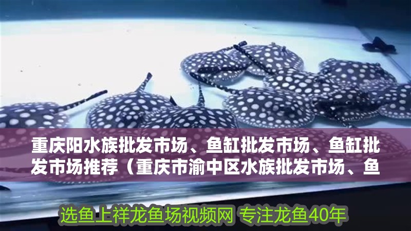 重慶陽水族批發市場、魚缸批發市場、魚缸批發市場推薦（重慶市渝中區水族批發市場、魚缸批發市場、魚缸批發市場）