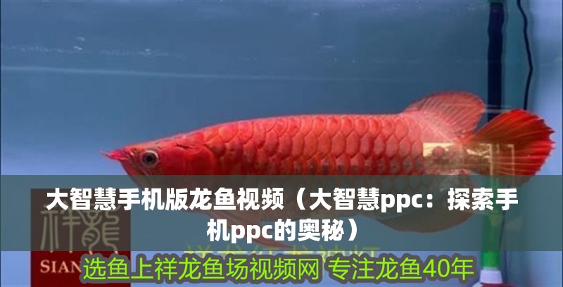 大智慧手機版龍魚視頻（大智慧ppc：探索手機ppc的奧秘）