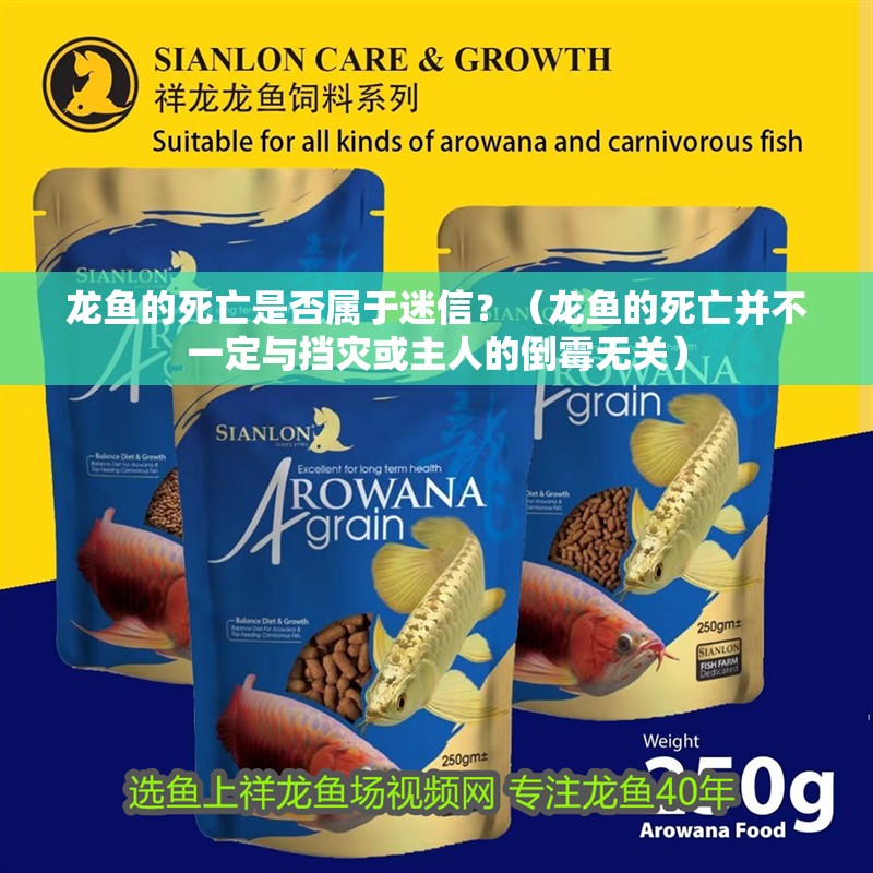 龍魚的死亡是否屬于迷信？（龍魚的死亡并不一定與擋災(zāi)或主人的倒霉無關(guān)）