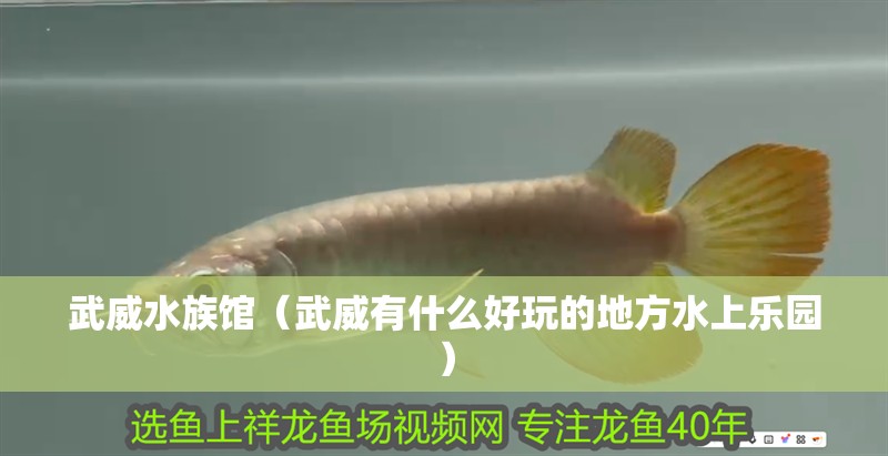 武威水族館（武威有什么好玩的地方水上樂園） 武威水族館（武威有什么好玩的地方水上樂園） 觀賞魚百科