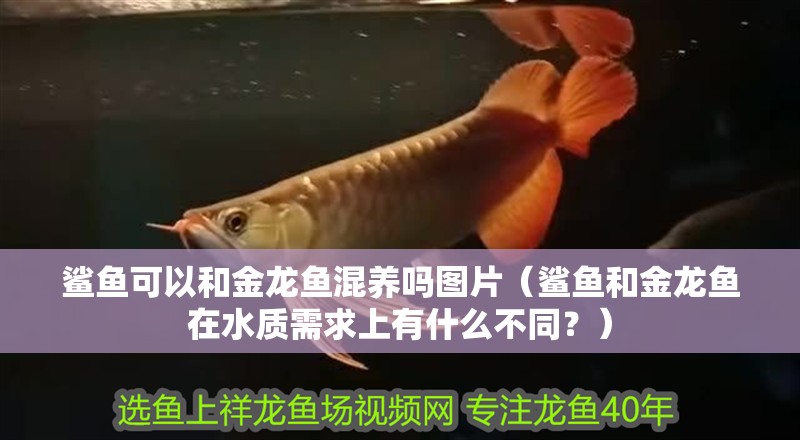 鯊魚可以和金龍魚混養(yǎng)嗎圖片（鯊魚和金龍魚在水質(zhì)需求上有什么不同？）