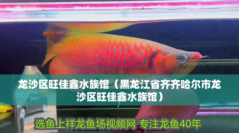 龍沙區旺佳鑫水族館（黑龍江省齊齊哈爾市龍沙區旺佳鑫水族館） 龍沙區旺佳鑫水族館（黑龍江省齊齊哈爾市龍沙區旺佳鑫水族館） 觀賞魚百科