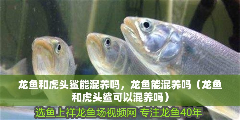 龍魚和虎頭鯊能混養嗎，龍魚能混養嗎（龍魚和虎頭鯊可以混養嗎）