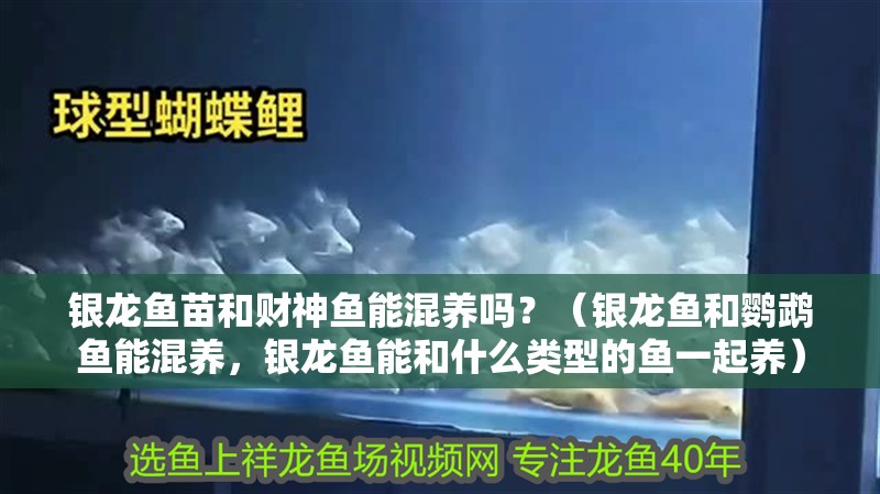 銀龍魚苗和財神魚能混養嗎？（銀龍魚和鸚鵡魚能混養，銀龍魚能和什么類型的魚一起養）