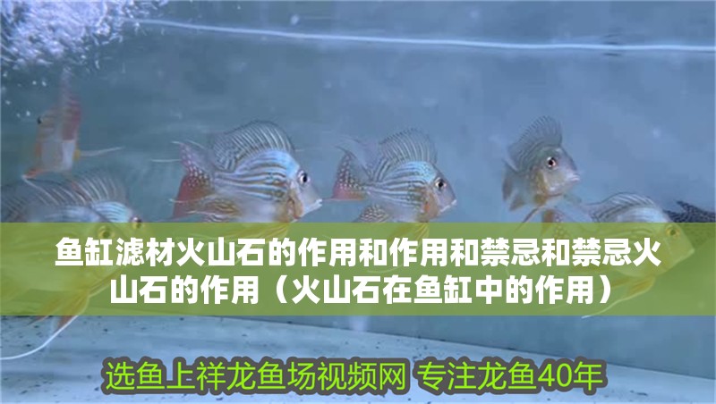 魚缸濾材火山石的作用和作用和禁忌和禁忌火山石的作用（火山石在魚缸中的作用）